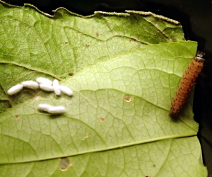 Dogbane caterpillar