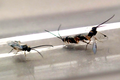 Wasp Mating